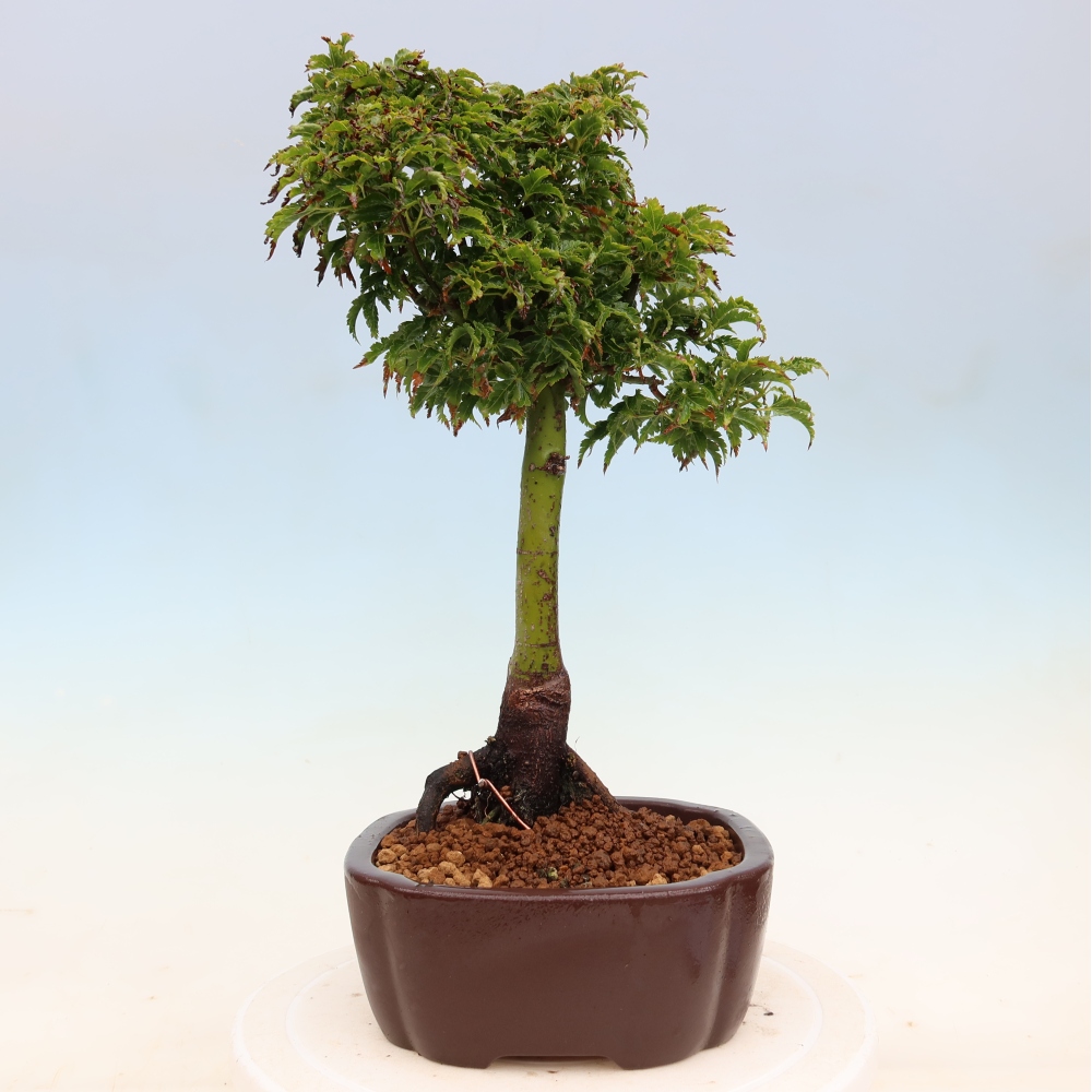 Bonsaï d'extérieur -Javor palm Acer palmatum Shishigashira
