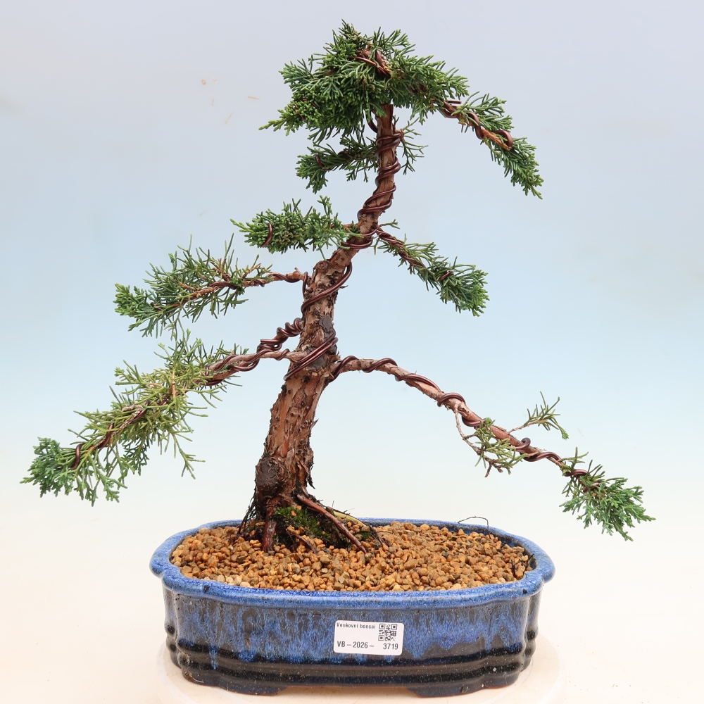 Bonsaï d'extérieur - Juniperus chinensis Kishu