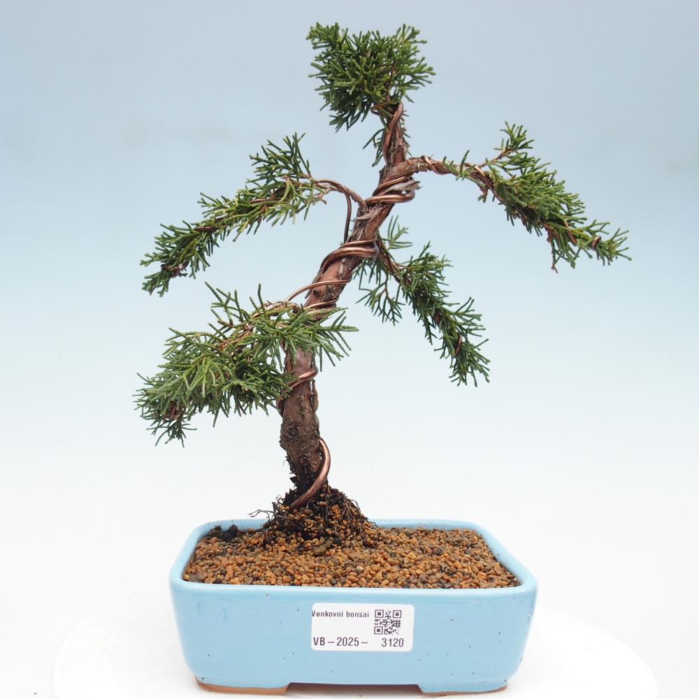 Bonsaï d'extérieur - Juniperus chinensis Kishu