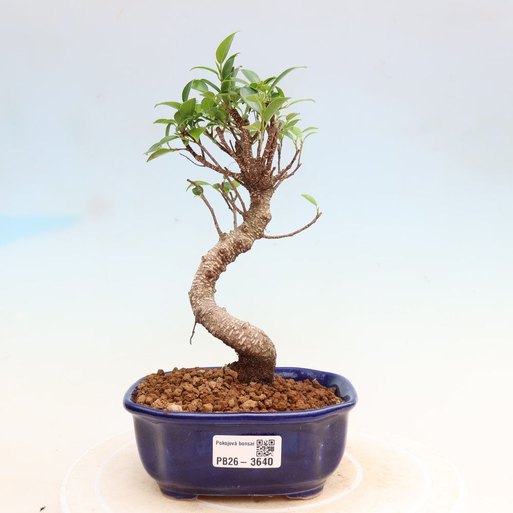 Salle bonsaï - Ficus kimmen - ficus à petites feuilles