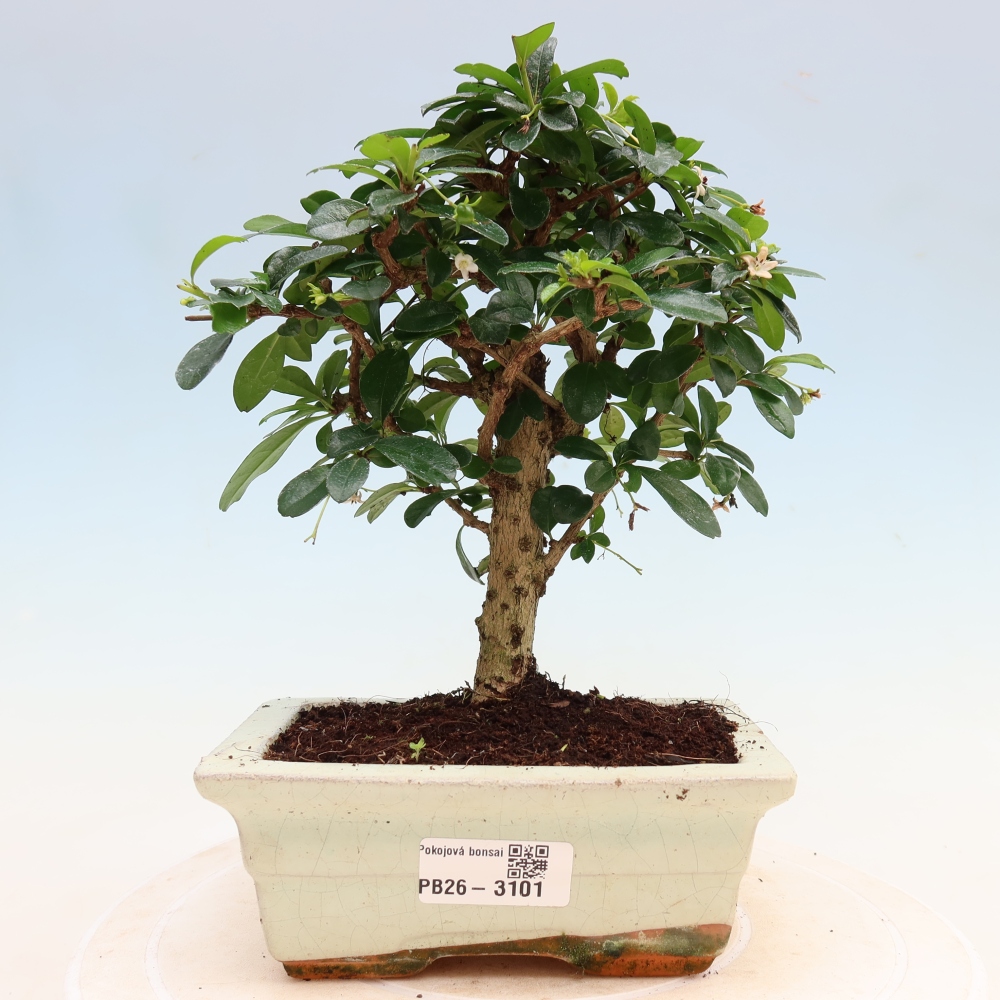 Bonsaï de chambre - Carmona macrophylla - Tea fuki