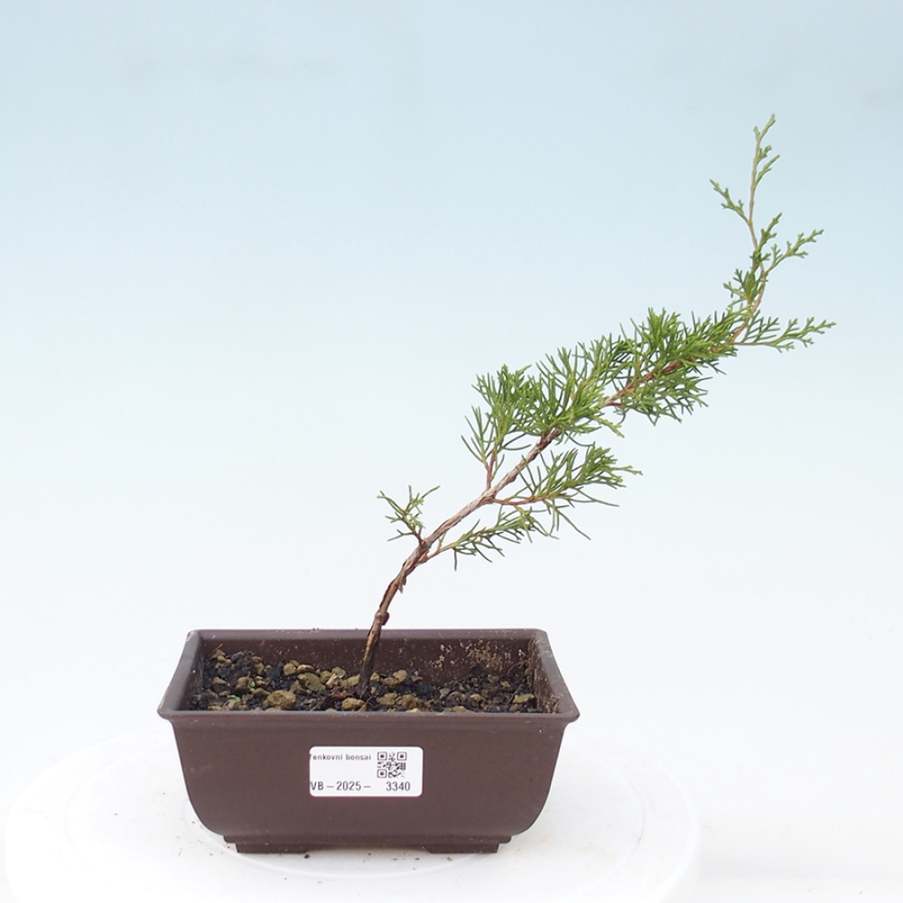 Bonsaï d'extérieur - Juniperus chinensis Itoigawa