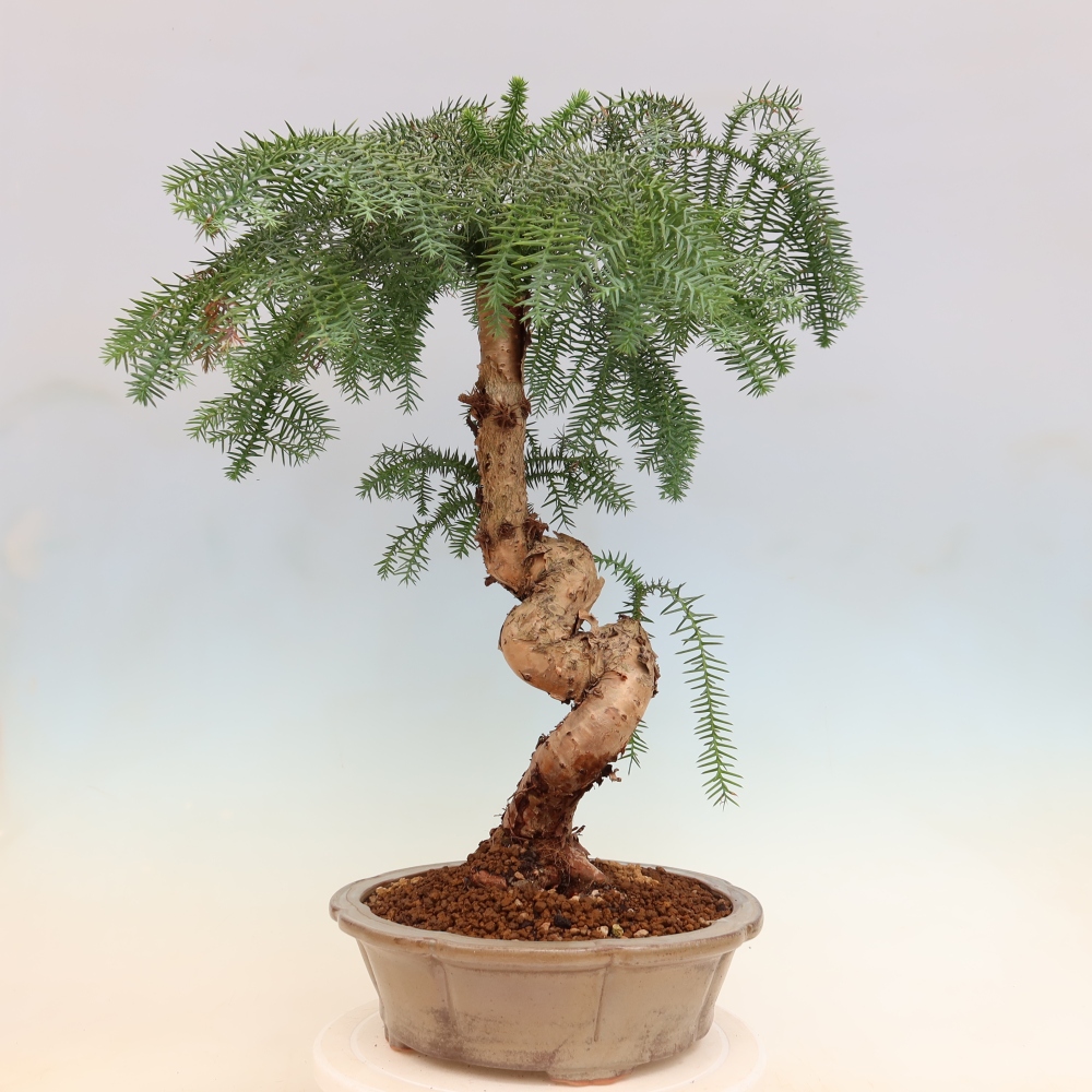 Bonsaï de chambre - Araucaria - épicéa de chambre