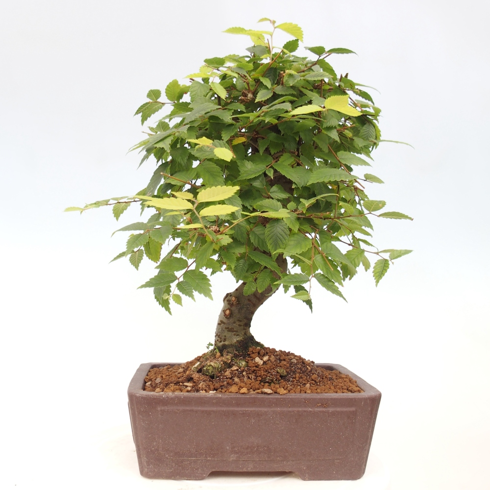 Bonsaï d'extérieur - Zelkova - Zelkova NIRE
