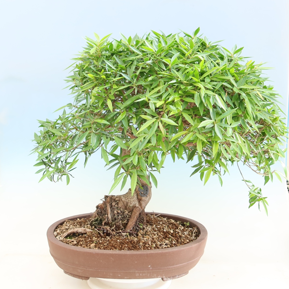 Salle bonsaï - Ficus nerifolia - ficus à petites feuilles