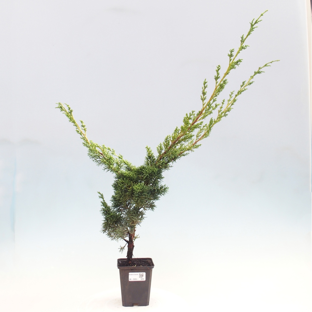 Bonsaï d'extérieur - Juniperus chinensis Kishu