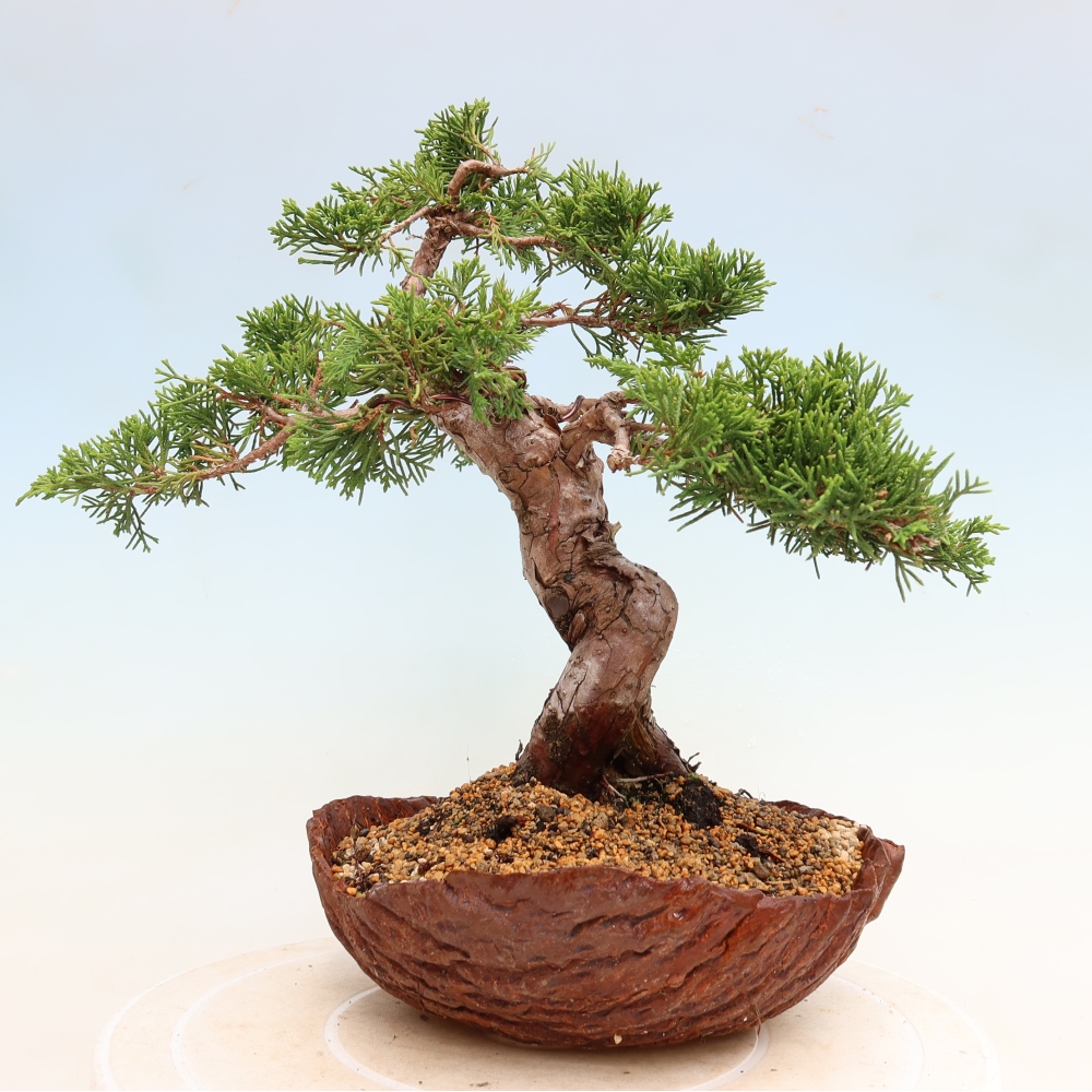 Bonsaï d'extérieur - Juniperus chinensis Itoigawa-Juniperus chinensis
