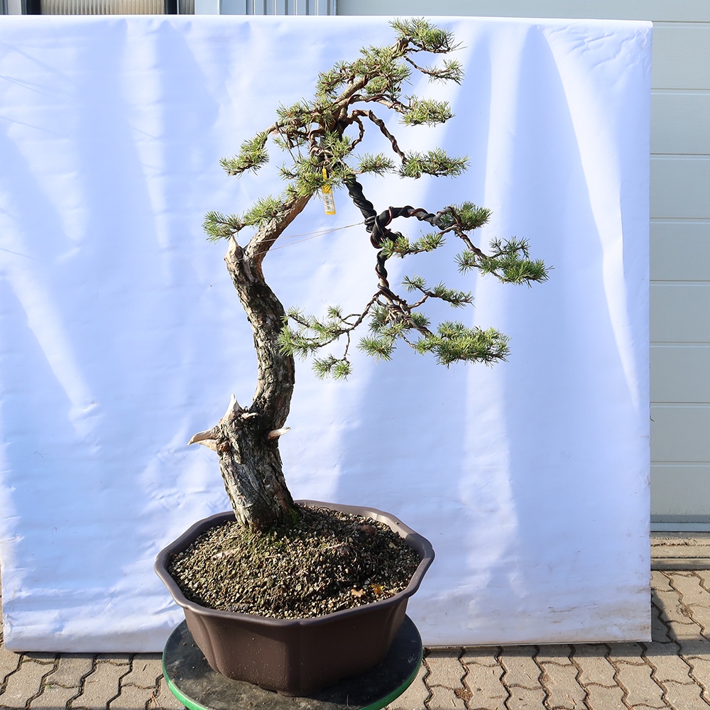 Pinus sylvestris Espagne - pin sylvestre