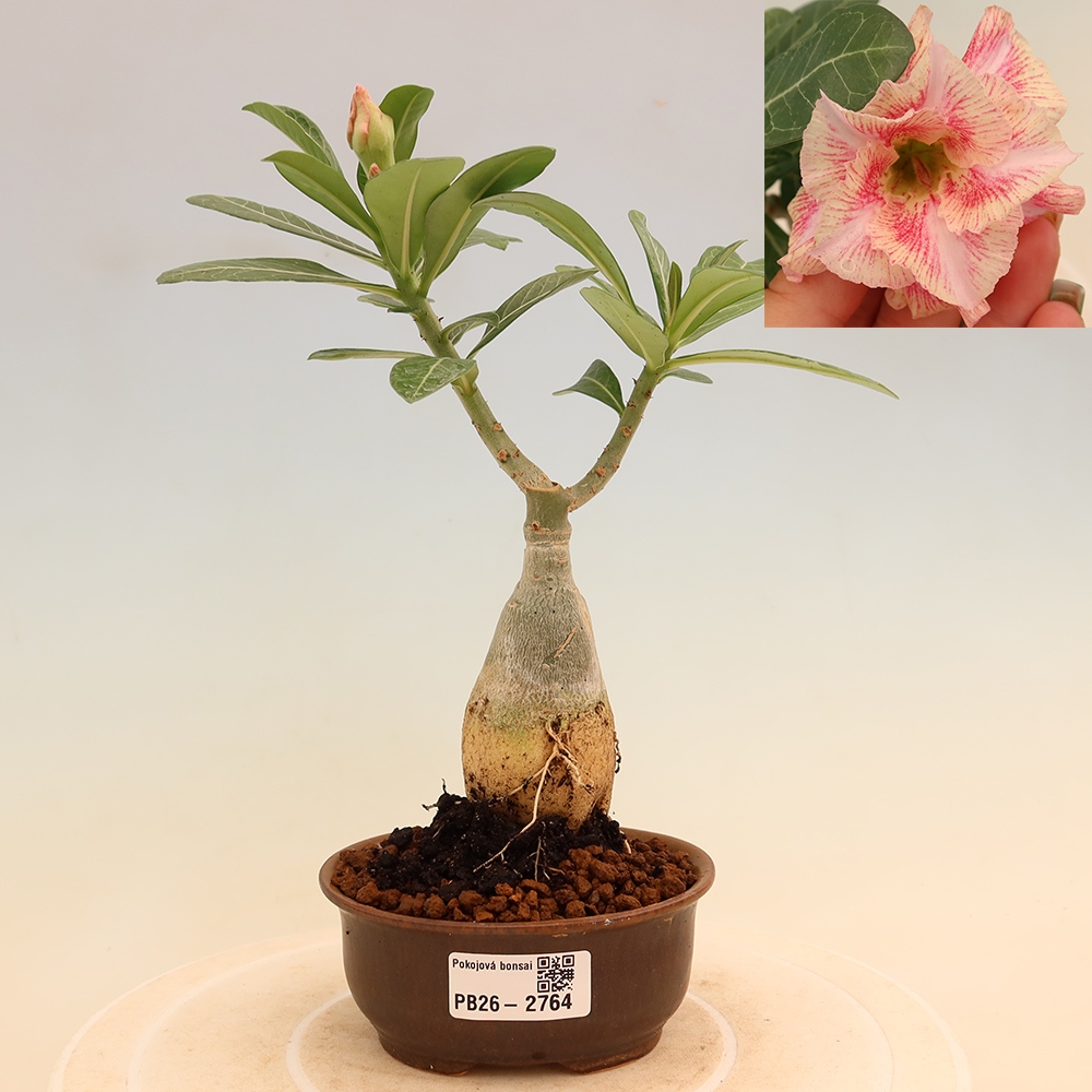 Bonsaï d'intérieur - Adenium obesum greffé V.F.S.277  - Rose du désert