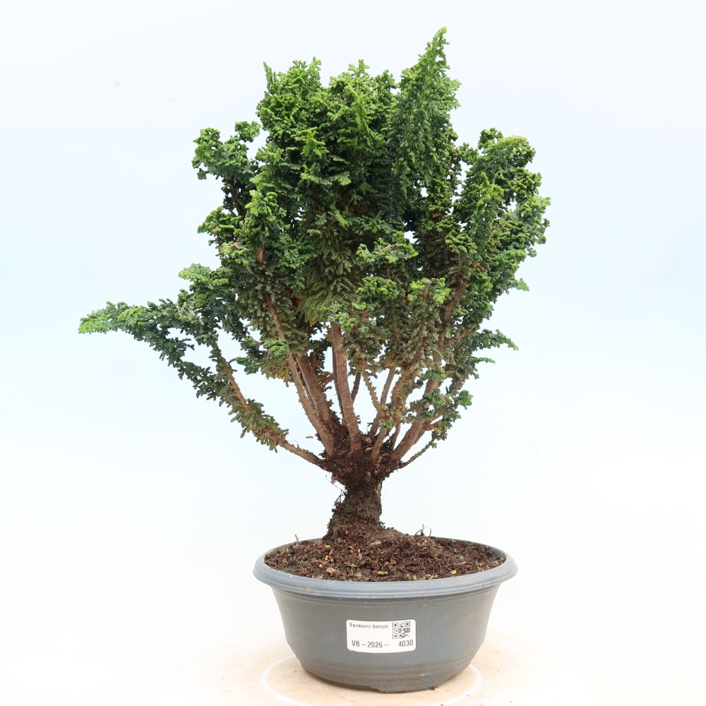 Bonsaï d'extérieur - Cham. obtusa SEKKA HINOKI - Cyprès