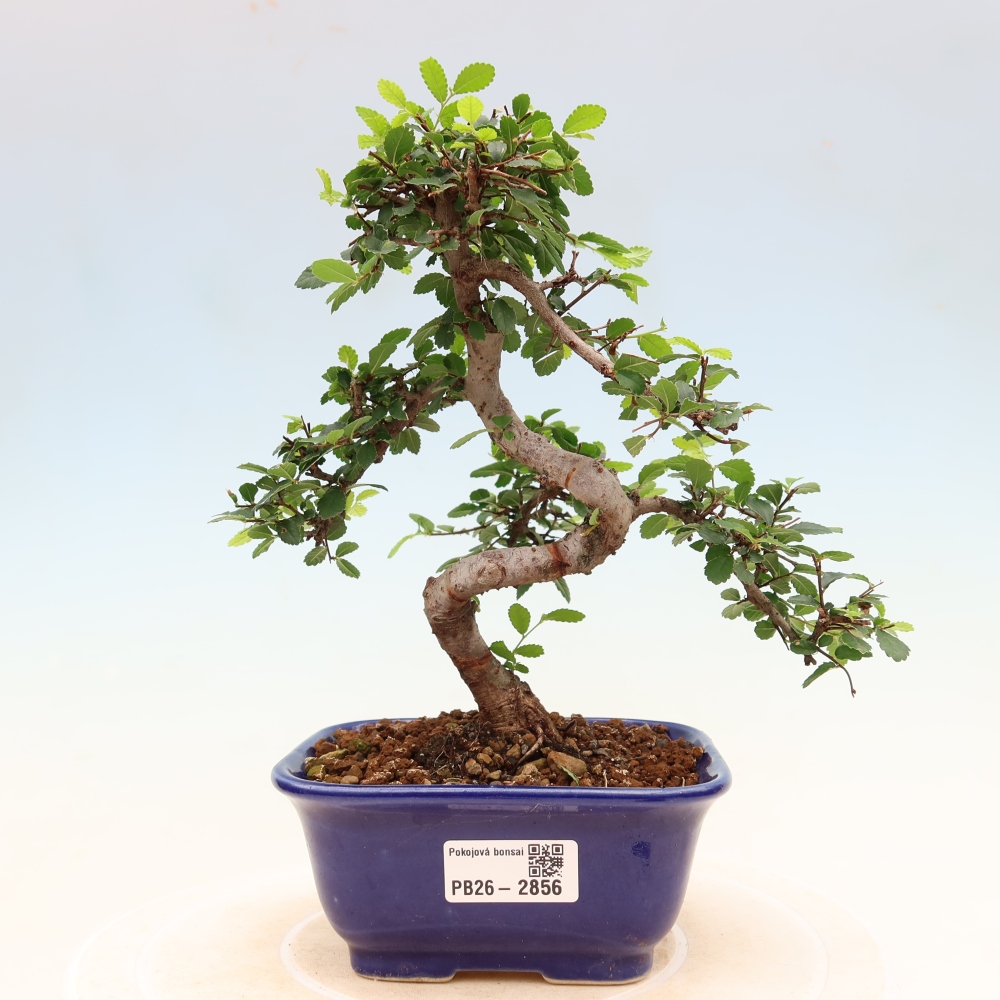 Bonsaï de chambre - Ulmus parvifolia - Orme à petites feuilles