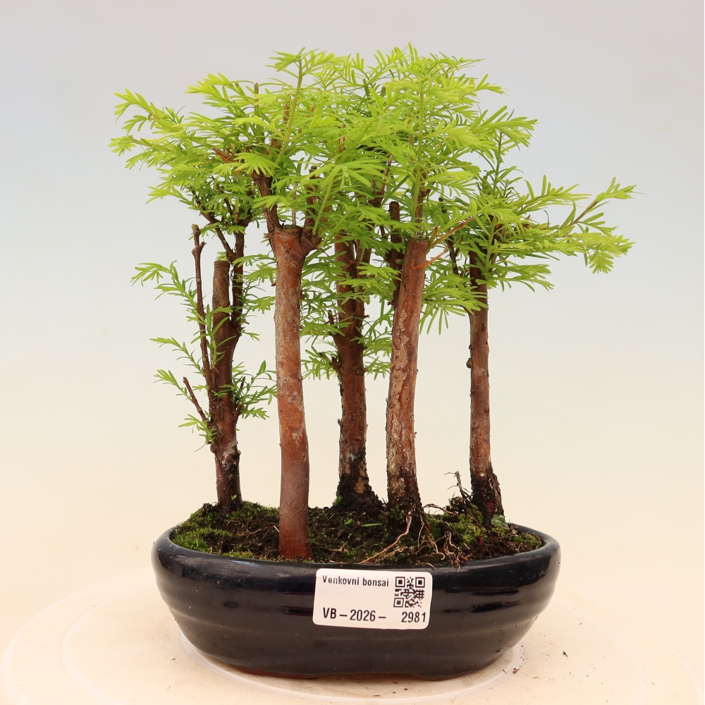 Bonsaï d'extérieur - Metasequoia glyptostroboides - Métaséquoia de Chine - petit bosquet