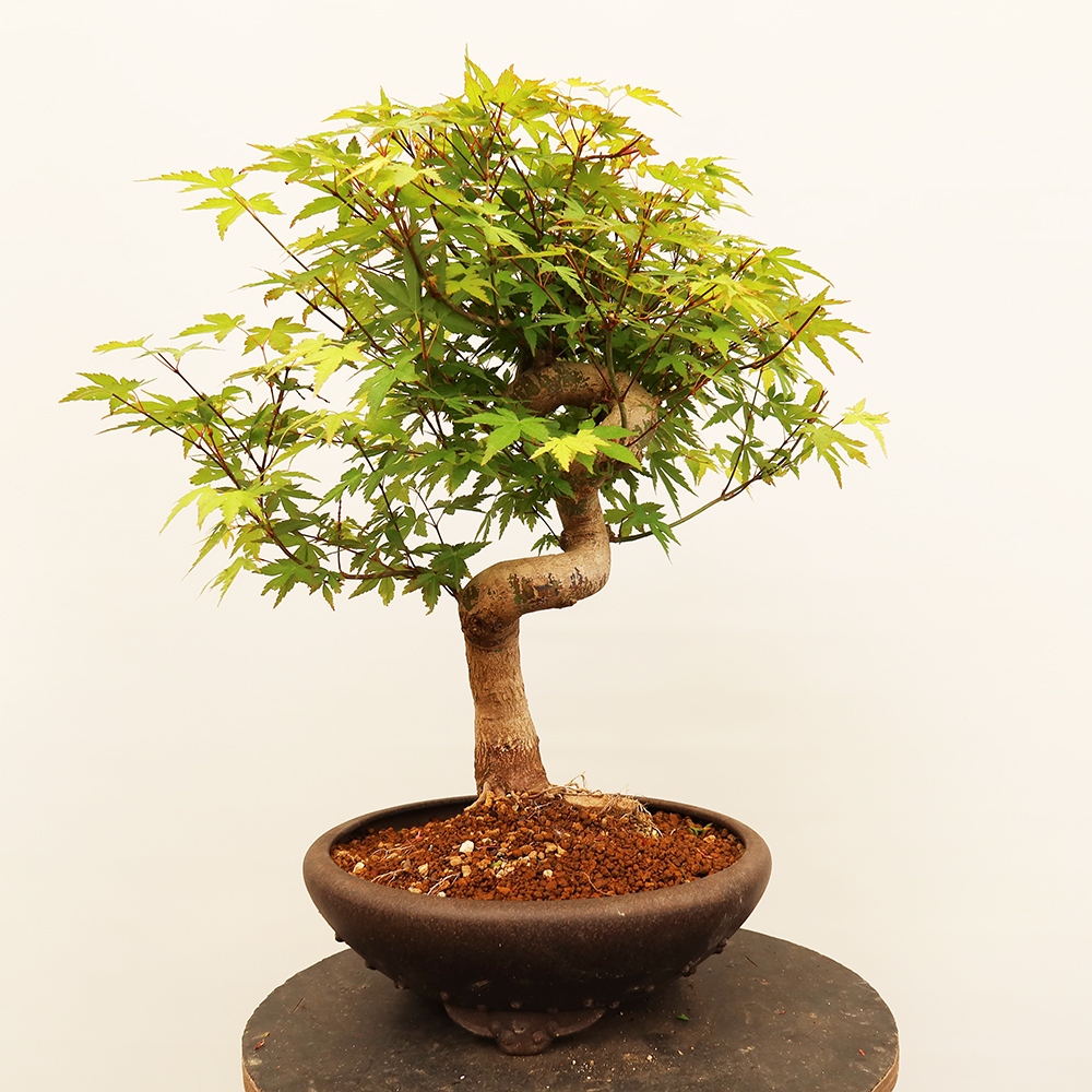 Bonsaïs d'extérieur - Maple palmatum - Palmiers