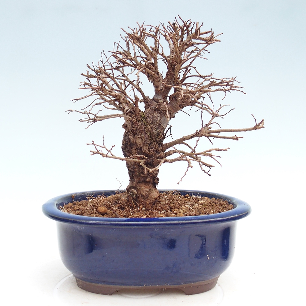 Bonsaï d'extérieur - Zelkova - Zelkova NIRE
