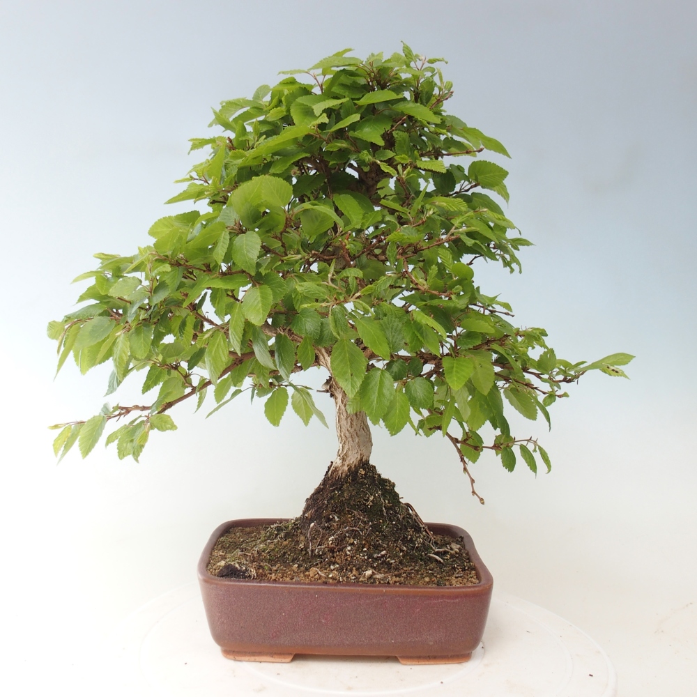 Bonsaï d'extérieur -Carpinus CARPINOIDES - Charme de Corée