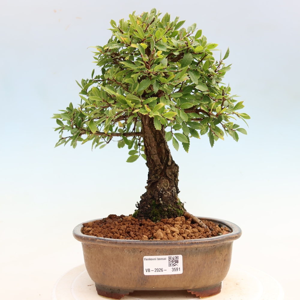 Bonsaï d'extérieur - Zelkova - Zelkova NIRE