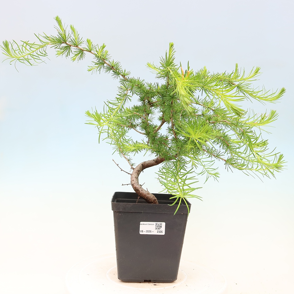 Bonsaï d'extérieur -Larix decidua - Mélèze