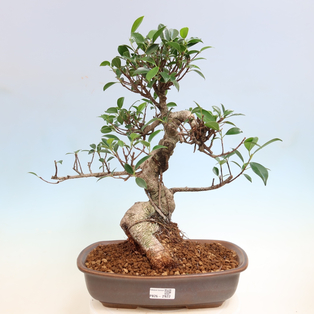 Salle bonsaï - Ficus kimmen - ficus à petites feuilles