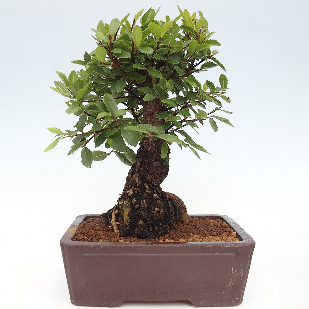 Bonsaï d'extérieur - Zelkova - Zelkova NIRE