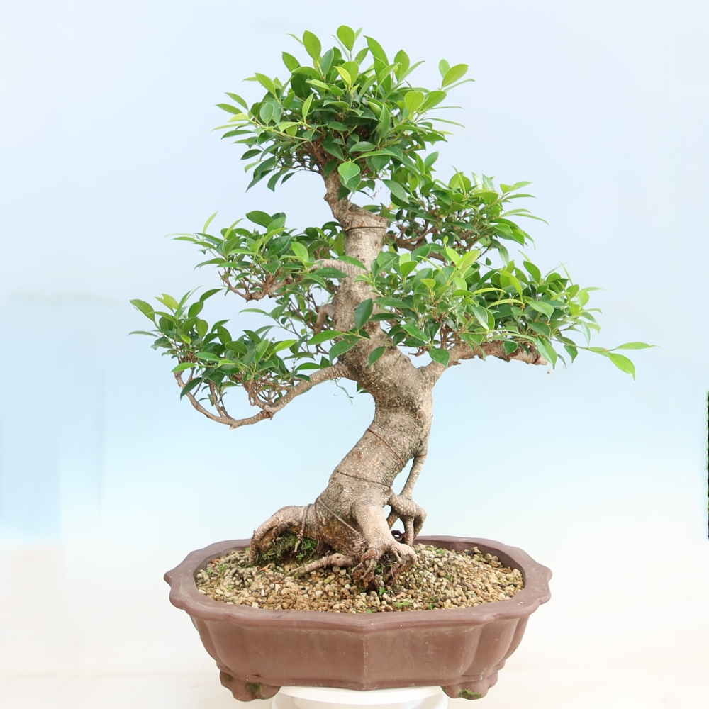 Salle bonsaï - Ficus kimmen - ficus à petites feuilles