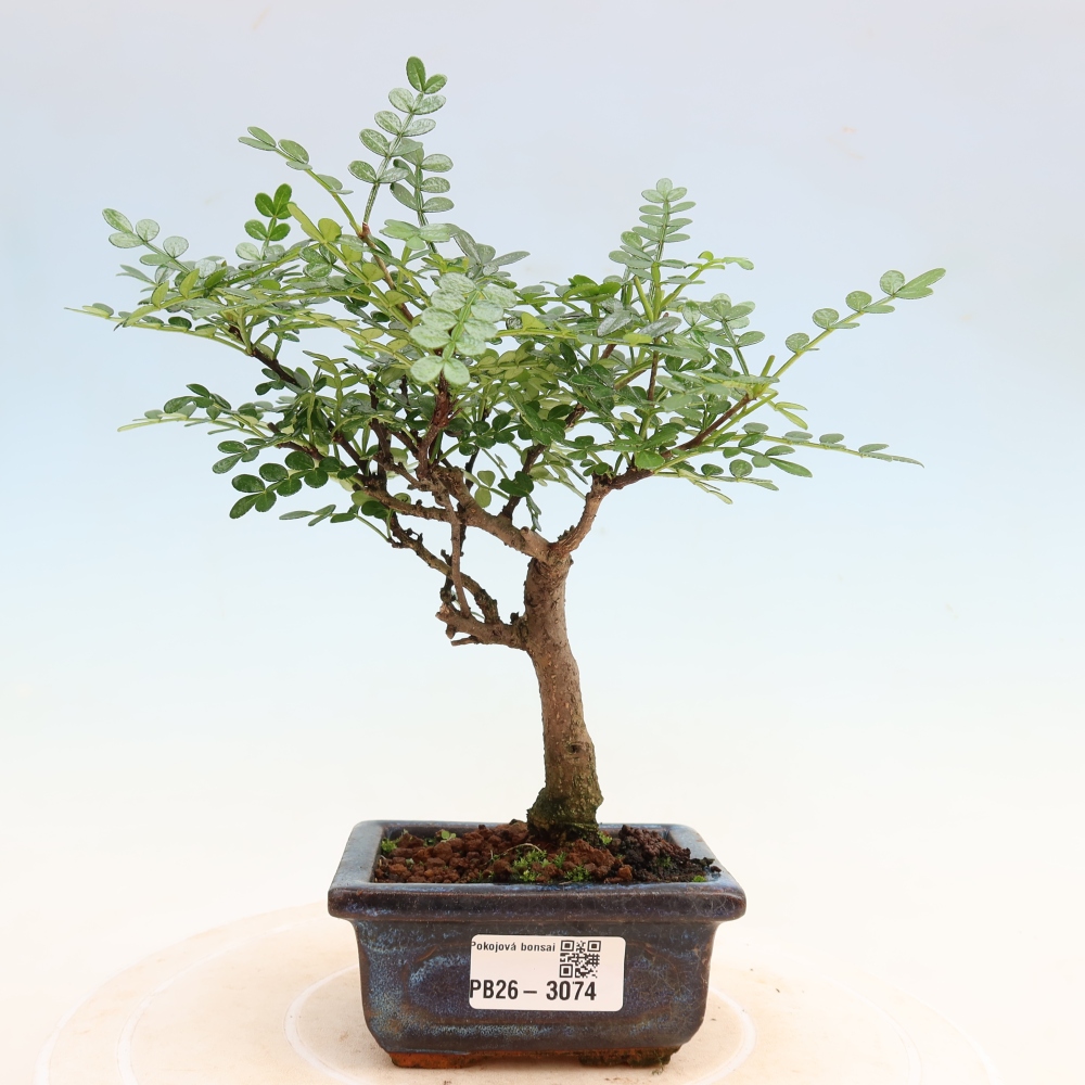 Salle bonsaï - Zantoxylum piperitum - arbre à poivre