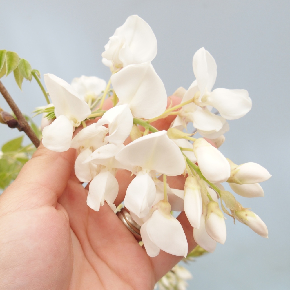 Bonsaï d'extérieur - Vistaria - Wisteria