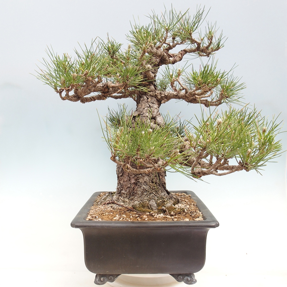 Bonsaï d'extérieur - Pinus thunbergii - Pin de Thunberg