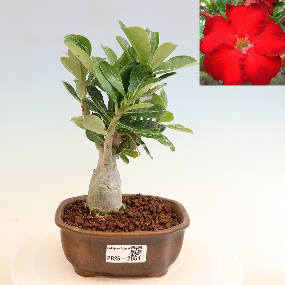Bonsaï d'intérieur - Adenium obesum Red Star - Rose du désert