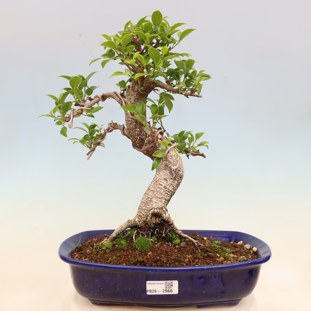 Salle bonsaï - Ficus kimmen - ficus à petites feuilles