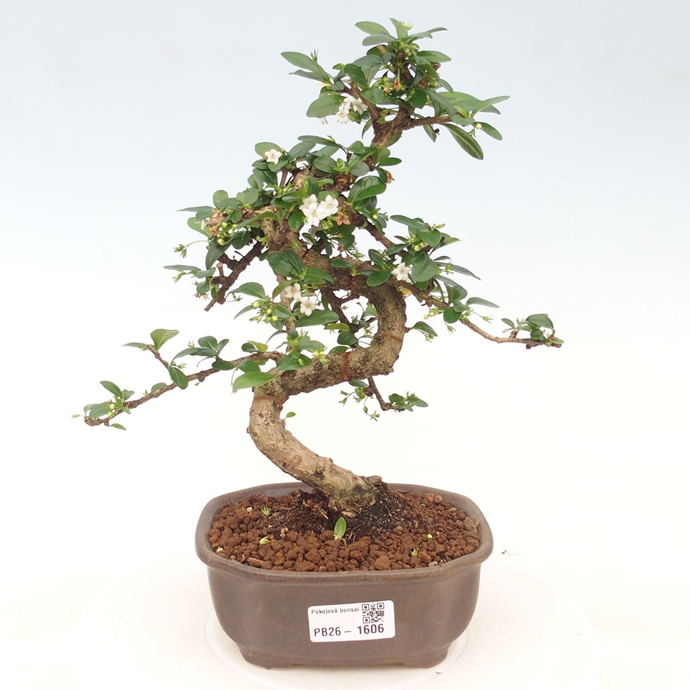 Bonsaï de chambre - Carmona macrophylla - Tea fuki