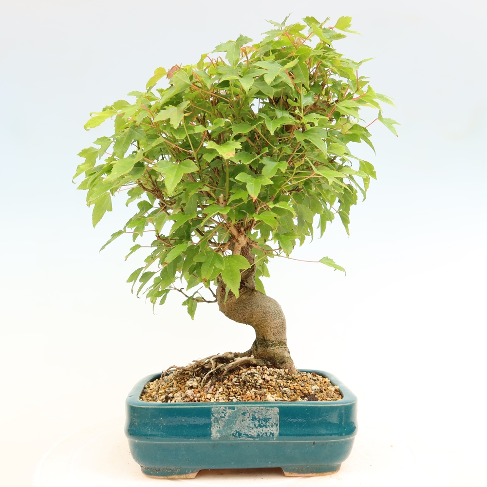 Bonsaï d'extérieur - Maple Burger - Acer Burgerianum