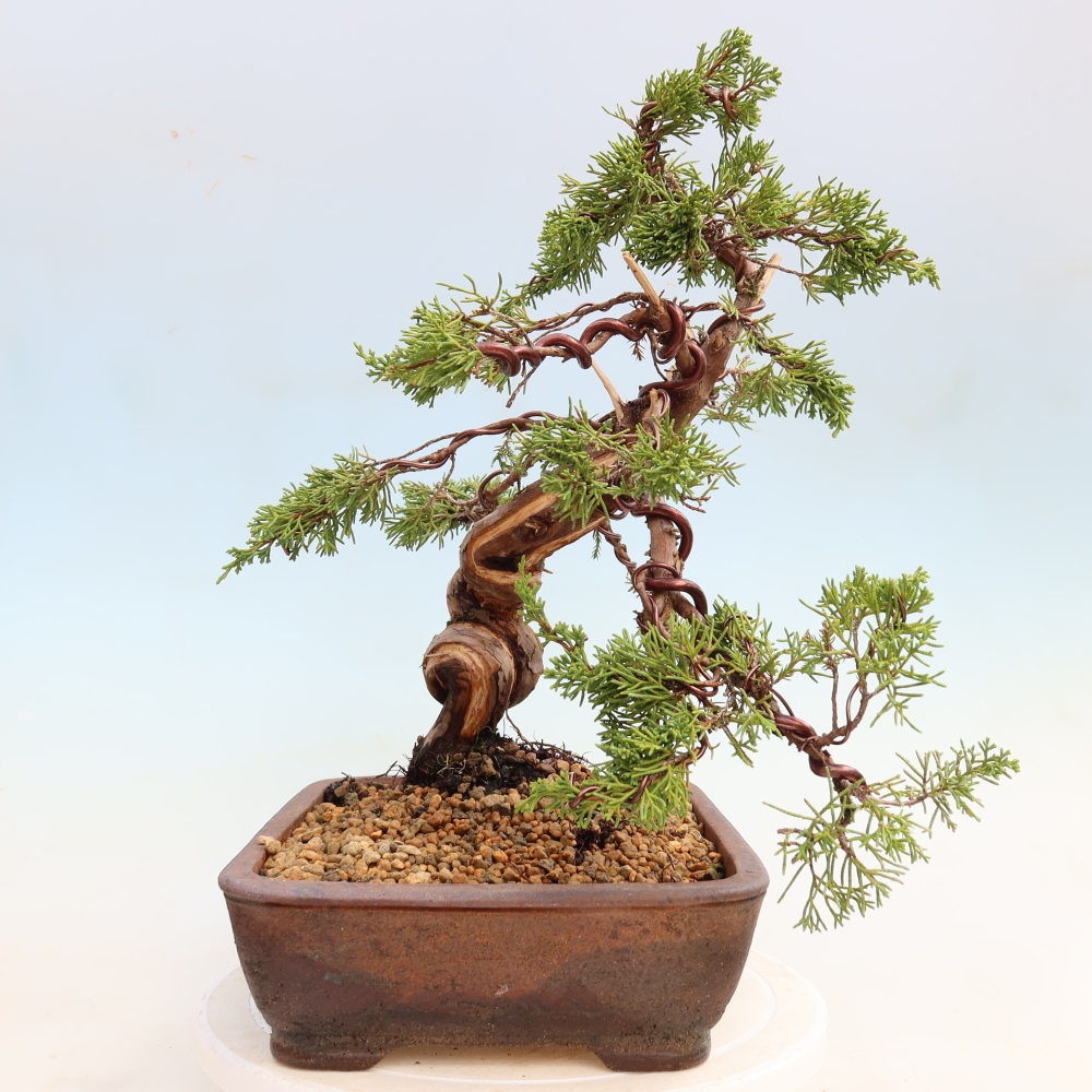 Bonsaï d'extérieur - Juniperus chinensis Itoigawa-Juniperus chinensis