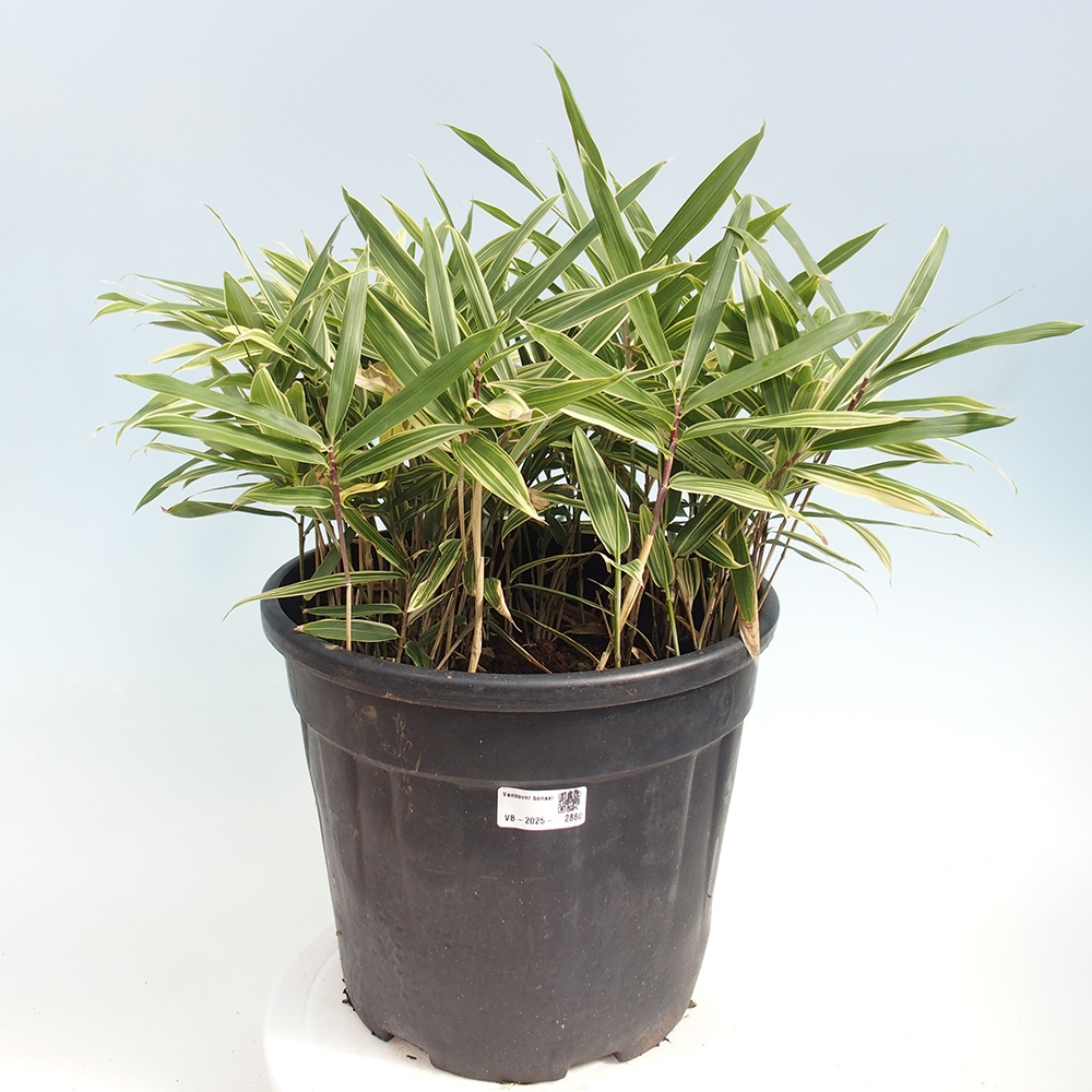 Bonsaï d'extérieur - Sasaella masamuneana Albostriata - Bambou