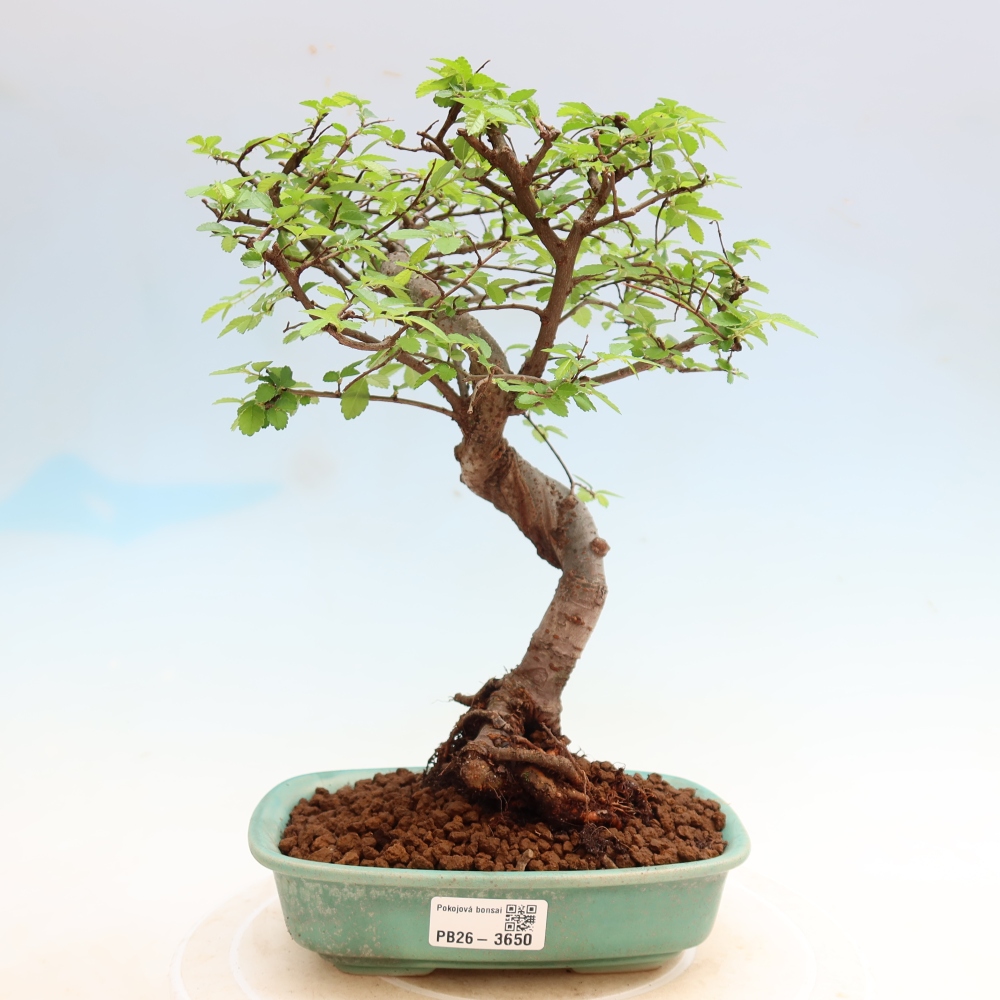 Bonsaï de chambre - Ulmus parvifolia - Orme à petites feuilles