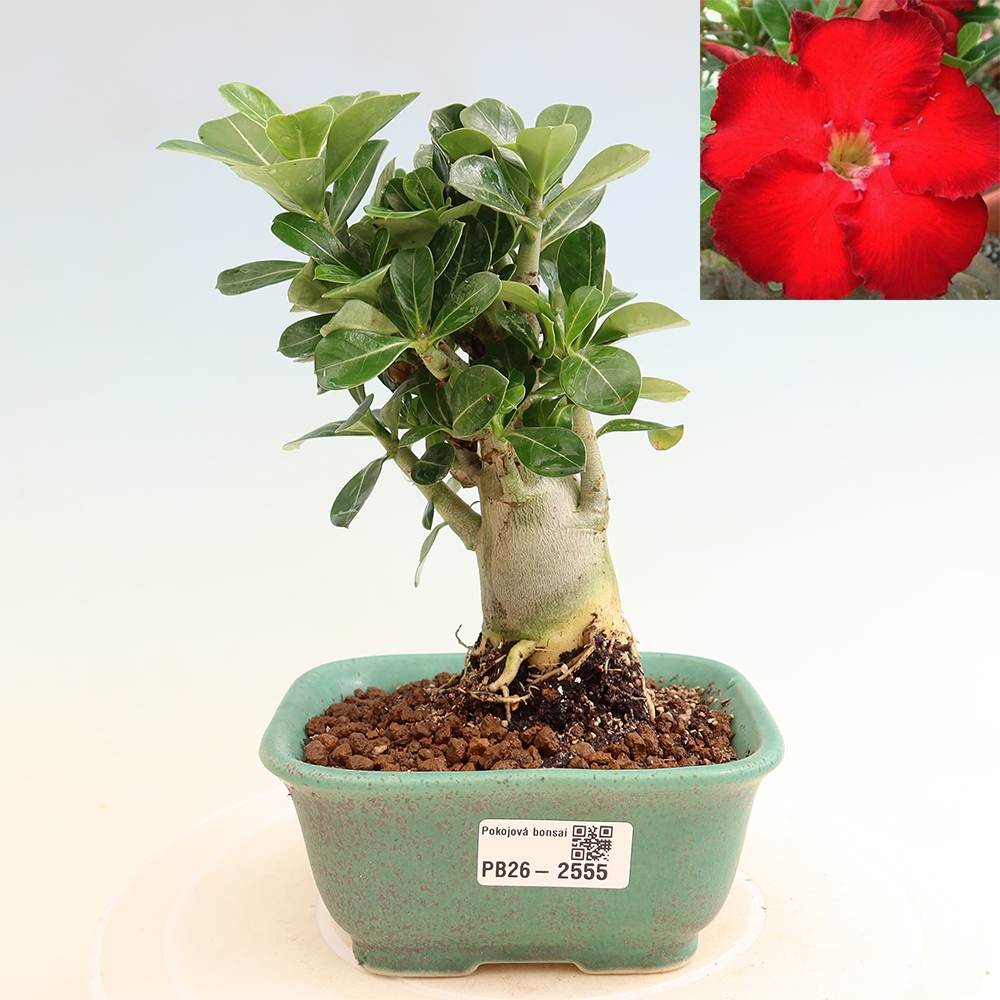 Bonsaï d'intérieur - Adenium obesum Red Star - Rose du désert
