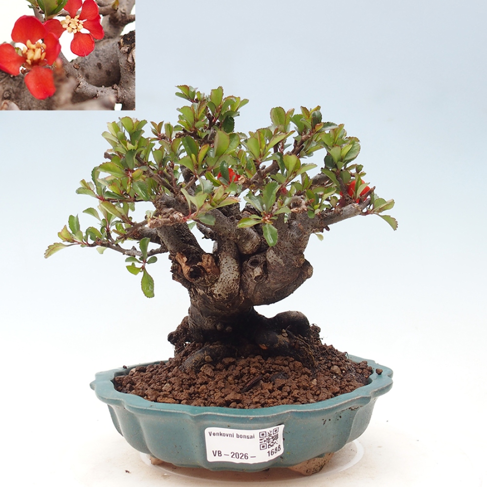 Bonsaï d'extérieur - Chaneomeles speciosa - Coing