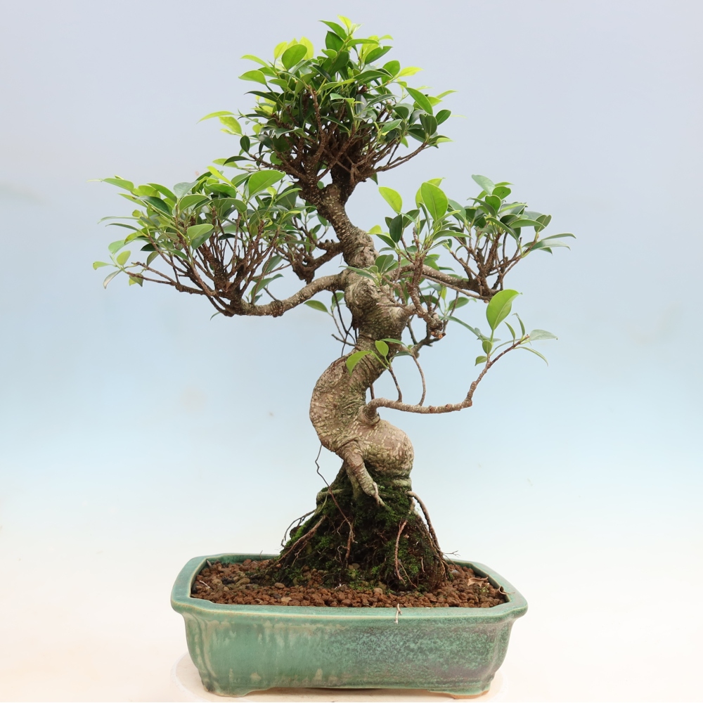 Salle bonsaï - Ficus kimmen - ficus à petites feuilles