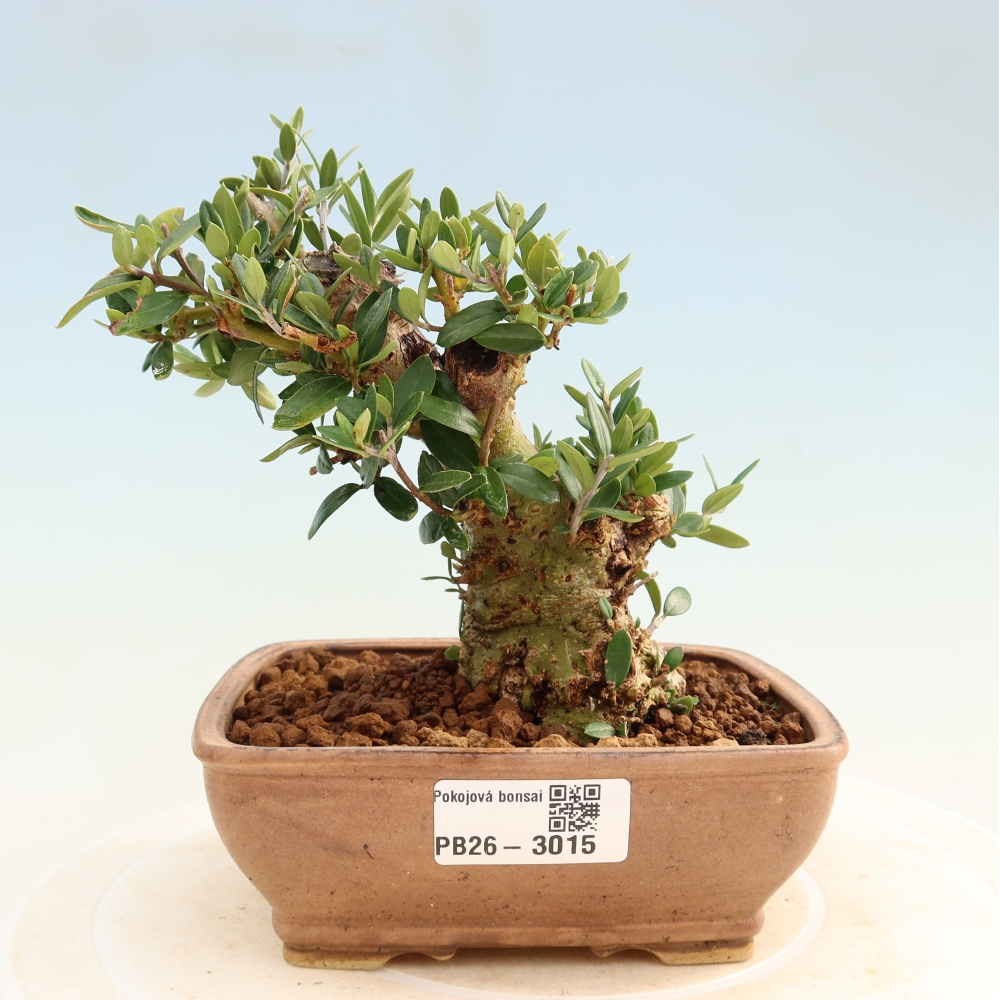 Bonsaï d'intérieur - Olea europaea sylvestris
