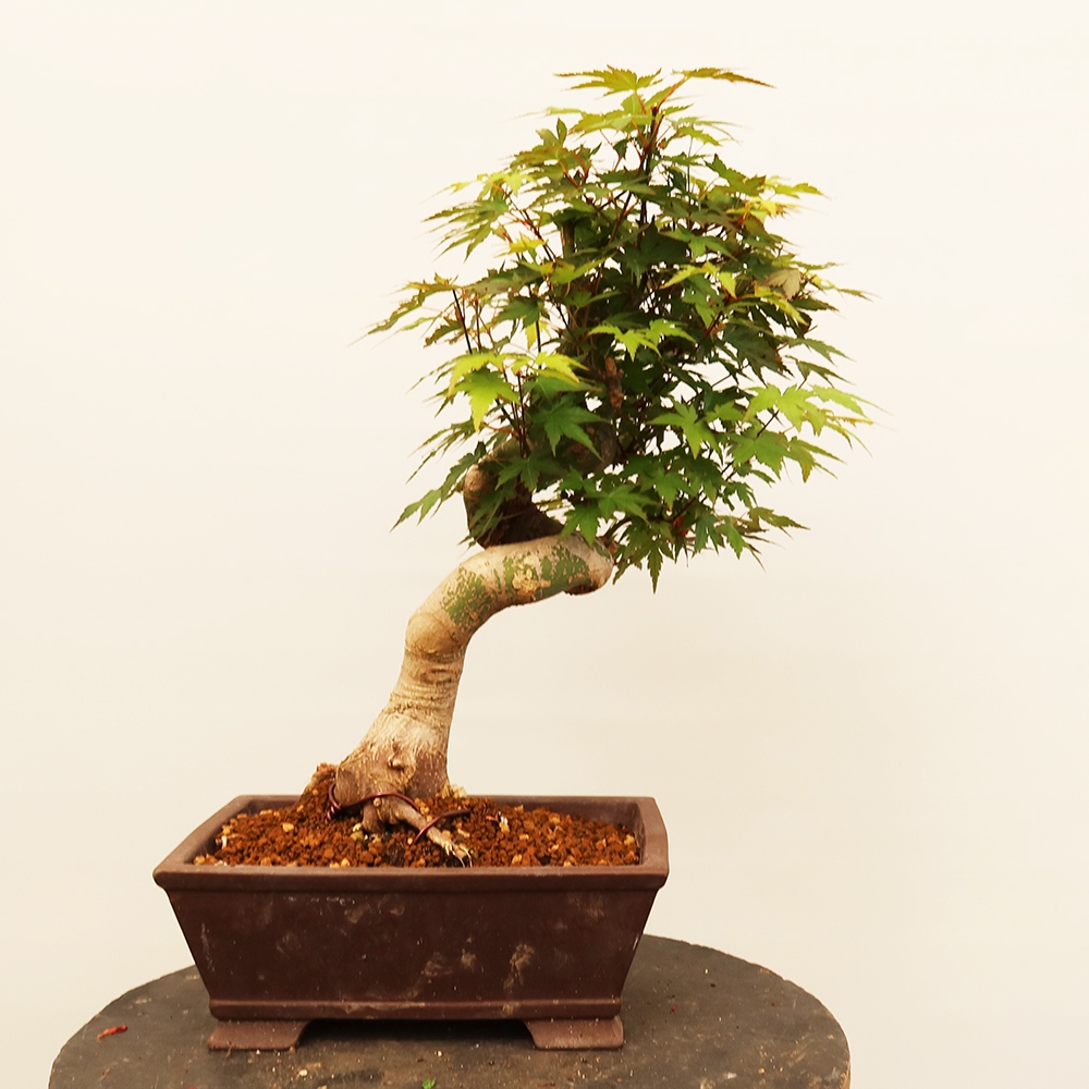 Bonsaïs d'extérieur - Maple palmatum - Palmiers