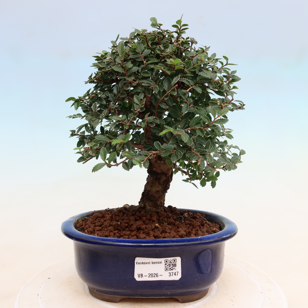 Bonsaï d'extérieur - Zelkova - Zelkova NIRE