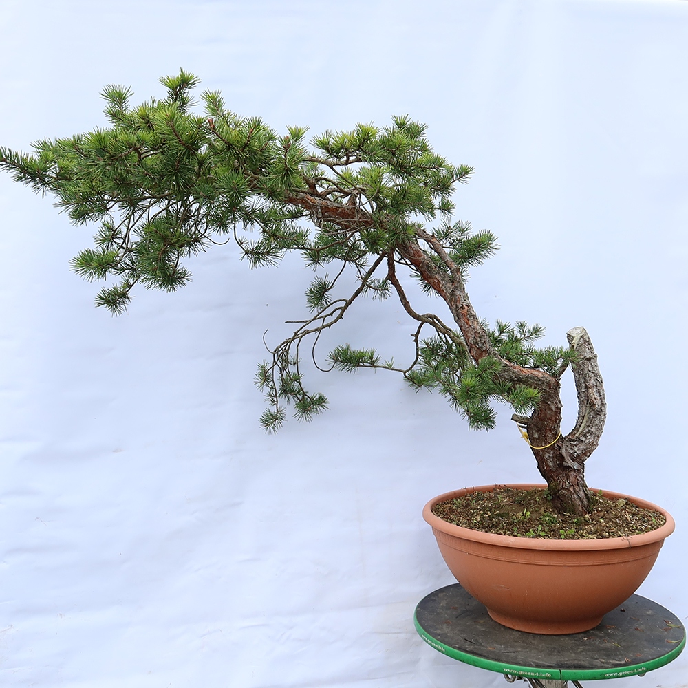 Pinus sylvestris Espagne - pin sylvestre