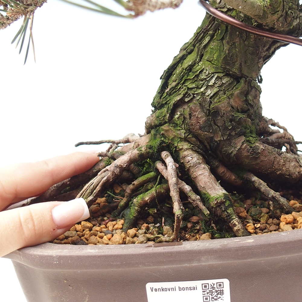 Bonsaï d'extérieur - Pinus thunbergii Kotobuki - Pin de Thunberg