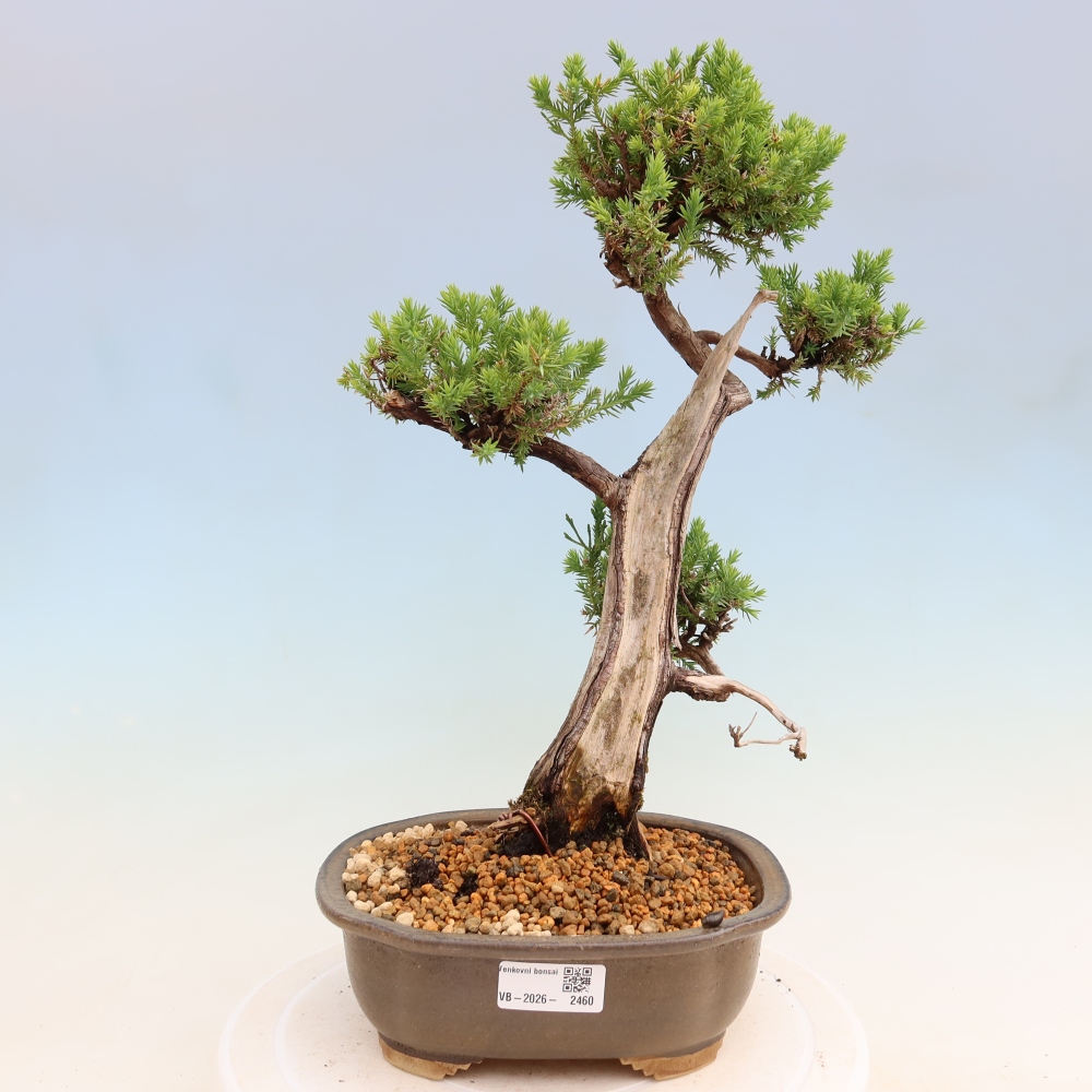 Bonsaï d'extérieur - Juniperus squamata – Genévrier écailleux