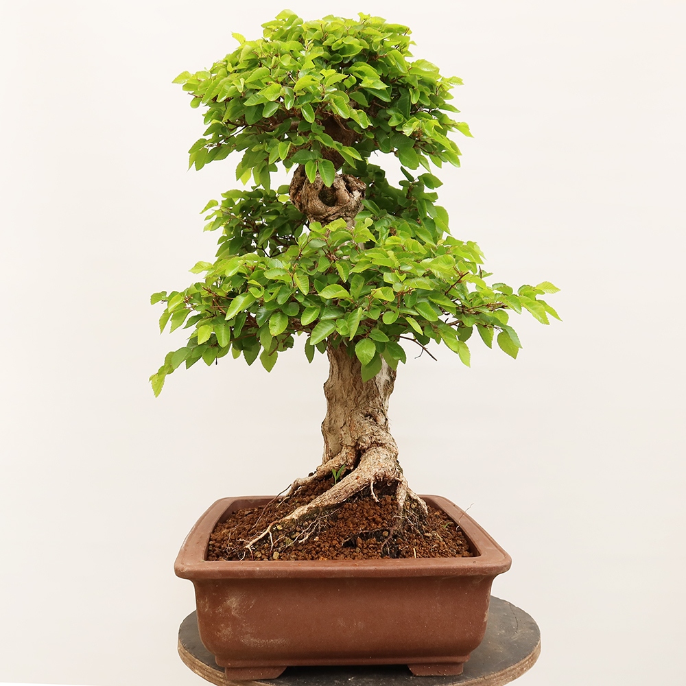 Bonsaï d'extérieur -Carpinus Coreana - Charme de Corée