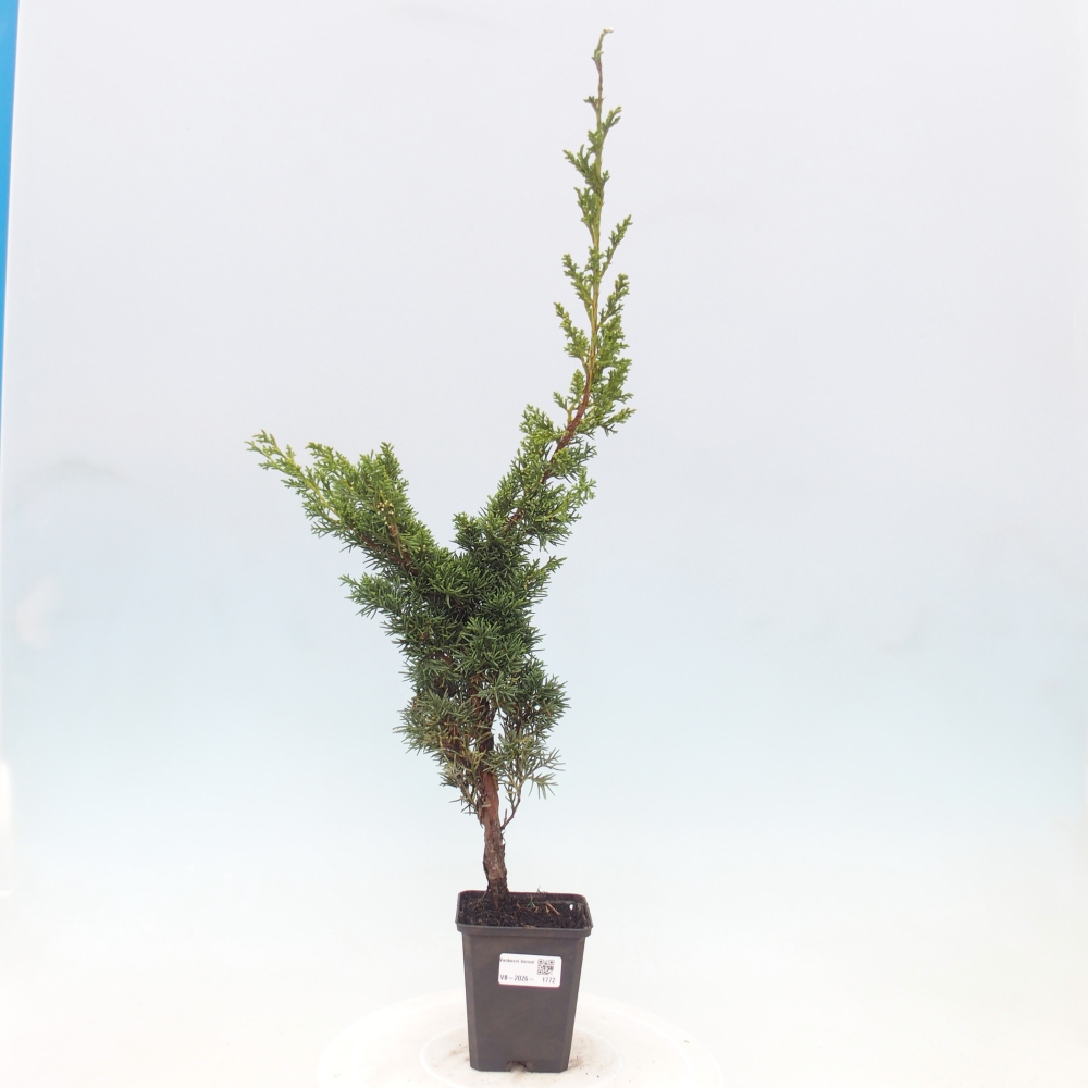 Bonsaï d'extérieur - Juniperus chinensis Kishu