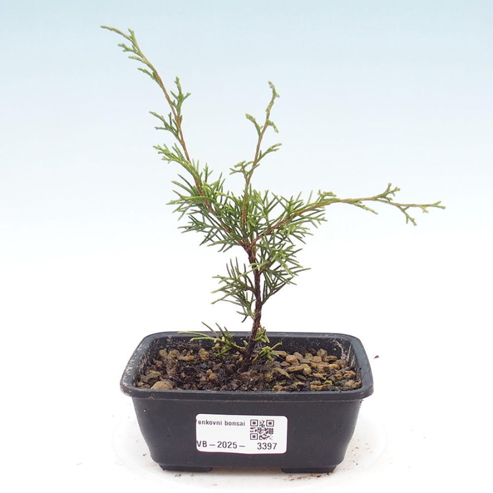 Bonsaï d'extérieur - Juniperus chinensis Itoigawa