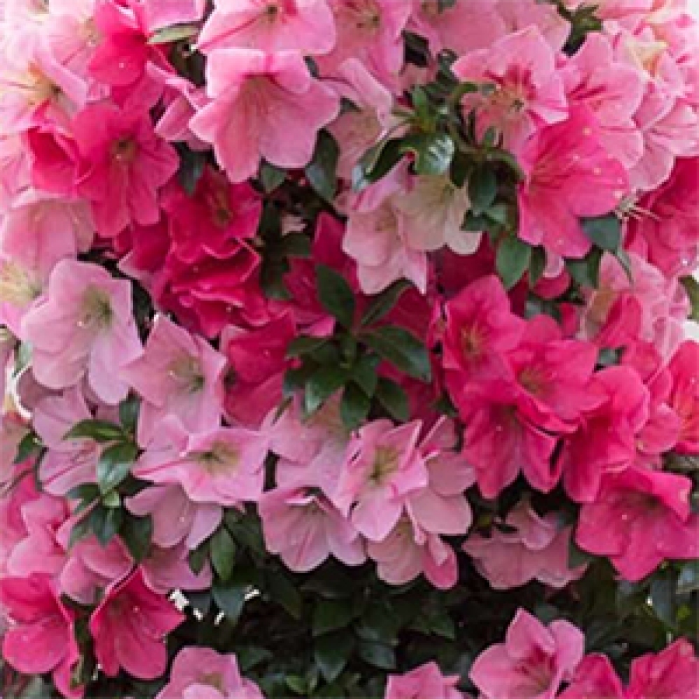 Bonsaï d'extérieur - Azalée japonaise - Azalée Saien