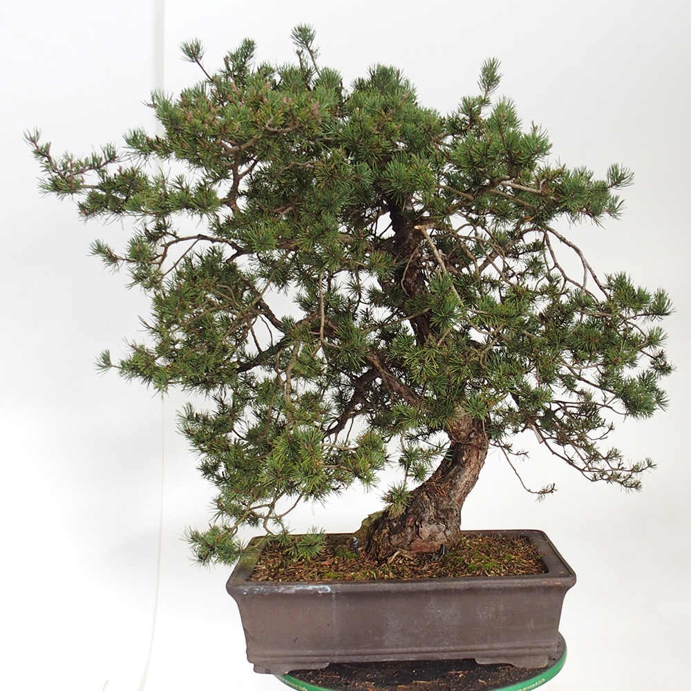 Yamadori - Pinus sylvestris Espagne