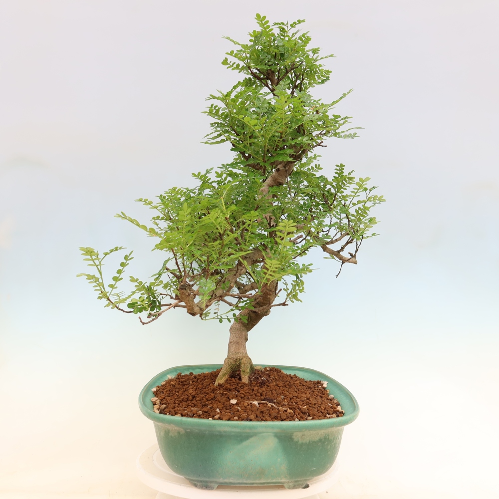 Salle bonsaï - Zantoxylum piperitum - arbre à poivre