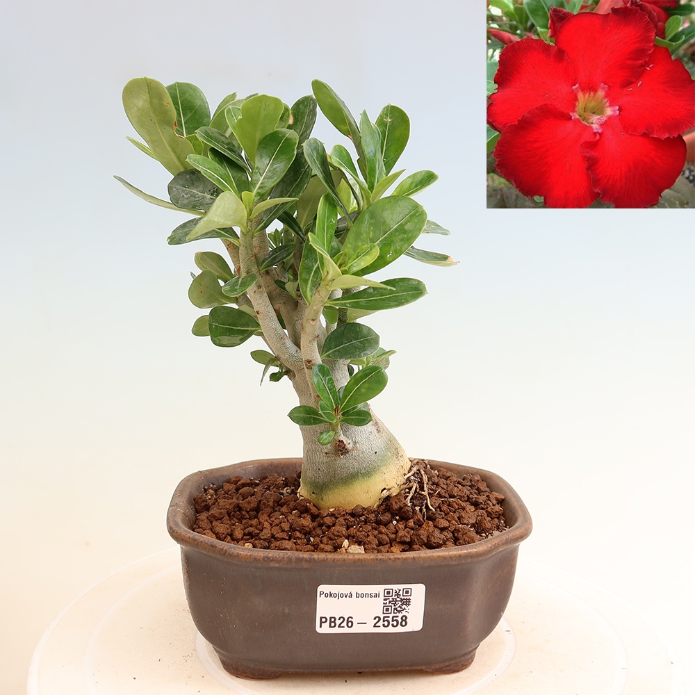Bonsaï d'intérieur - Adenium obesum Red Star - Rose du désert